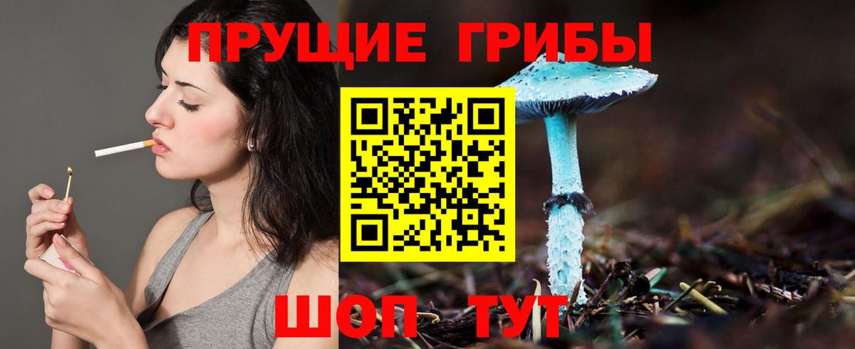 как найти закладки  Вход с VPN  Малгобек  Галлюциногенные грибы Psilocybe 